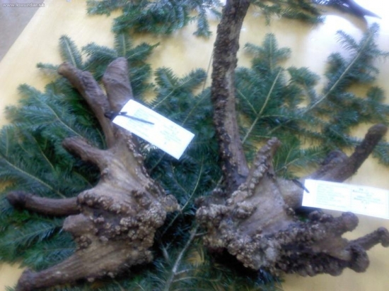 parochniar zhodil?ci rarita?