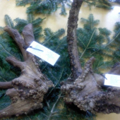 parochniar zhodil?ci rarita?