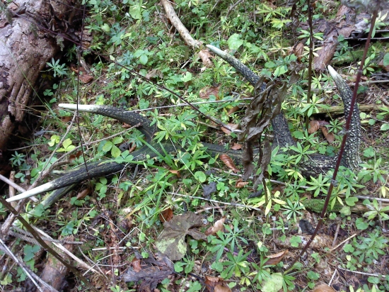 novembrovy zabudnuty....