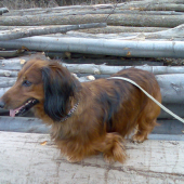 Bruno