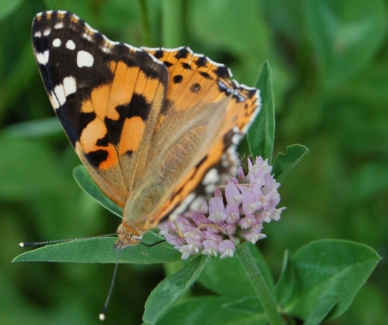 babočka bodláková