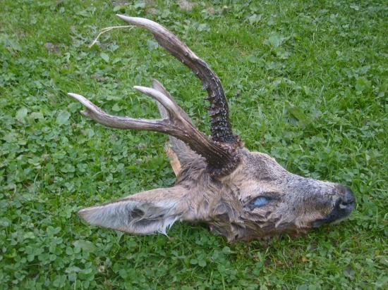 měl skončit jinak ....