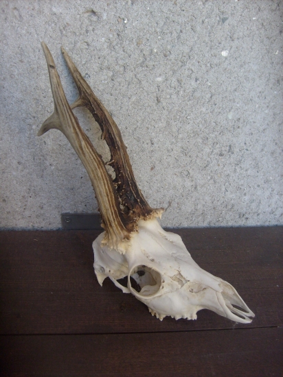 tohle u nás hledaj houbaři...