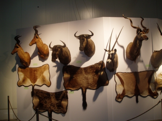 Vystava Incheba 2011