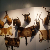 Vystava Incheba 2011