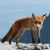 necákané stretnutie