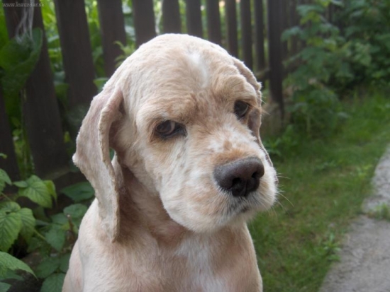 Moj pes ostrihany :)