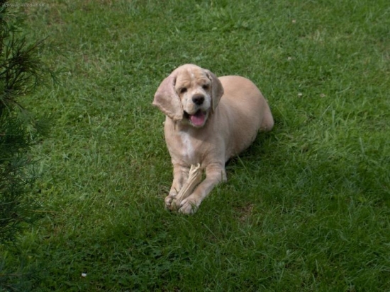 29.1.2002 Deny 11.3.2010 :((