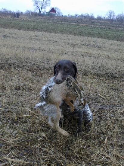 dohladavka zajaca Beta Kamenny most