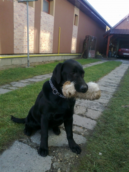 labradorka Bona z Dolniakov 6 mesiacov