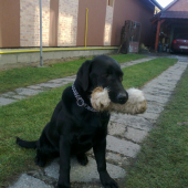 labradorka Bona z Dolniakov 6 mesiacov