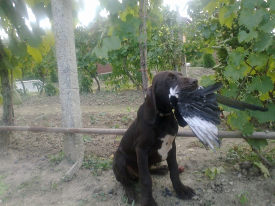 BREJK Hulsky haj 10 tyzdnov