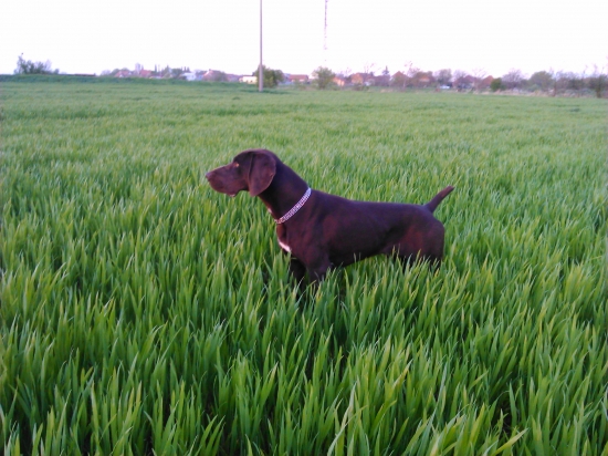 BREJK Hulsky haj vystavuje bazanta