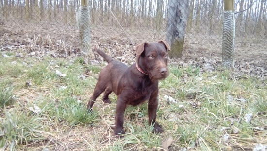 JORIS TORQES-EDO PATERDAL TERIER