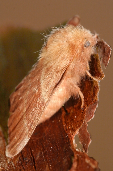 motýľ