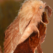 motýľ