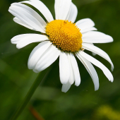 Margarétka