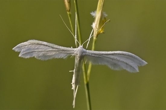 Pernatuška trnková
