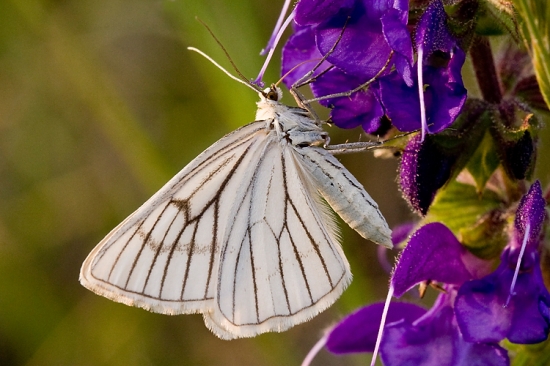 Piadivka žilkovaná