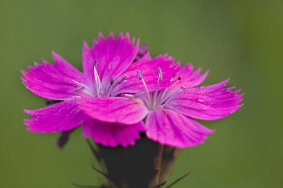 klinček kartuziansky