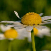 margarétka