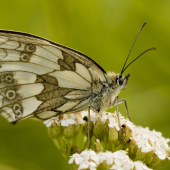 očkáň