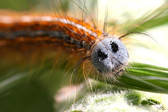 priadkovec obrúčkatý