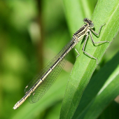 slnenie