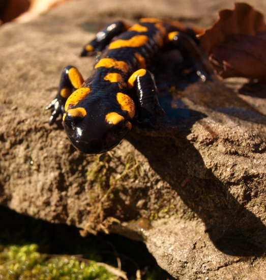 Salamandra