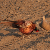 jednonoha sliepočka