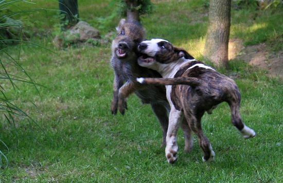 duel
