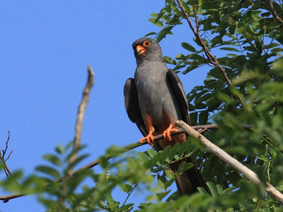 F. vespertinus