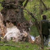 bobrík načal stromček