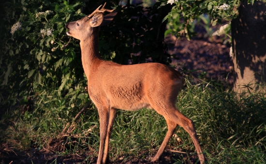 srncek