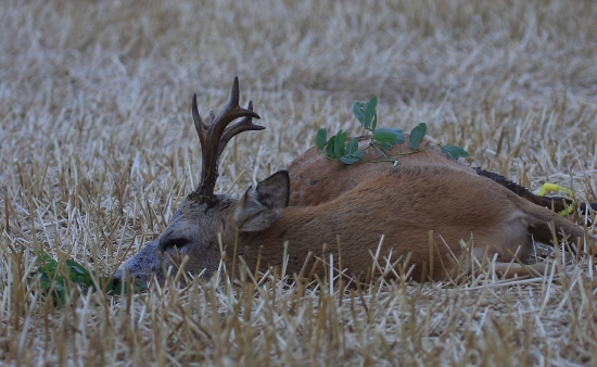 privábený pre kekso11
