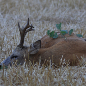 privábený pre kekso11