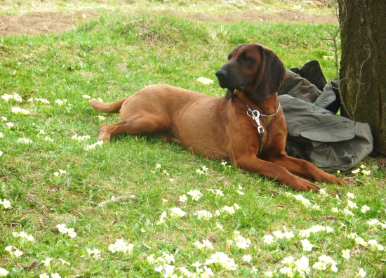 CAR z Púčikovho dvora - odloženie