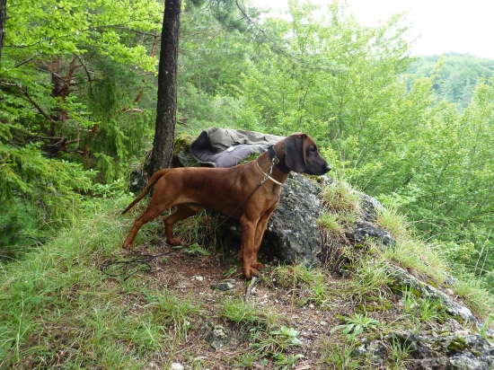 kde asi odbehol ten jeleň???