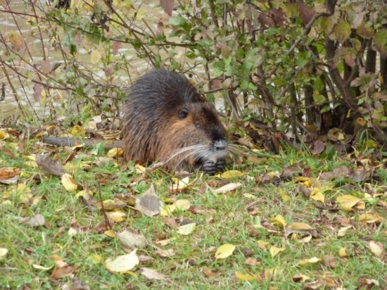 nutria