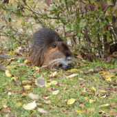 nutria