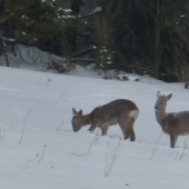 si normálna,čo hadžeš na mňa ten sneh!