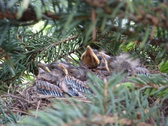 veľké tajomstvo malého stromčeka:DDD