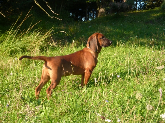 CAR z Púčikovho dvora