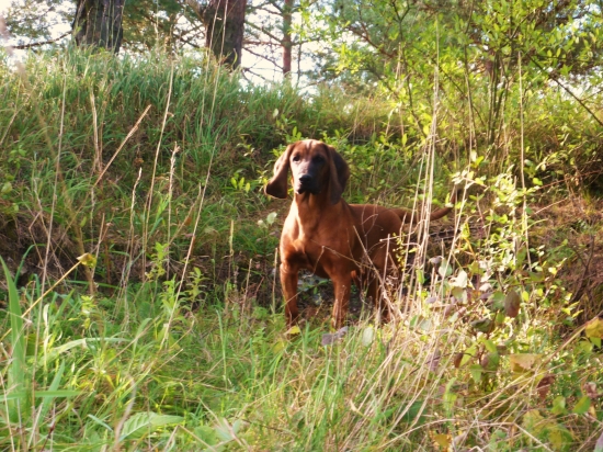 CAR ma dnes päť mesiacov