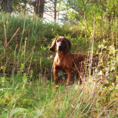 CAR ma dnes päť mesiacov