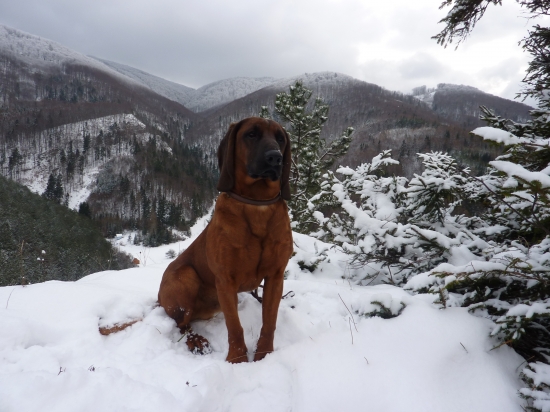 zimná prechádzka s Carom