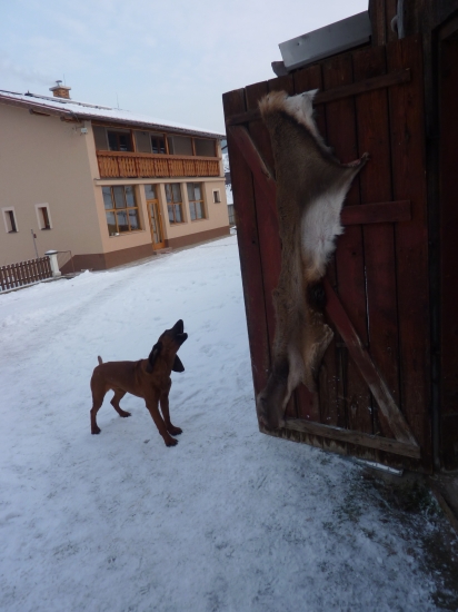 domáca škola hlásenia:)