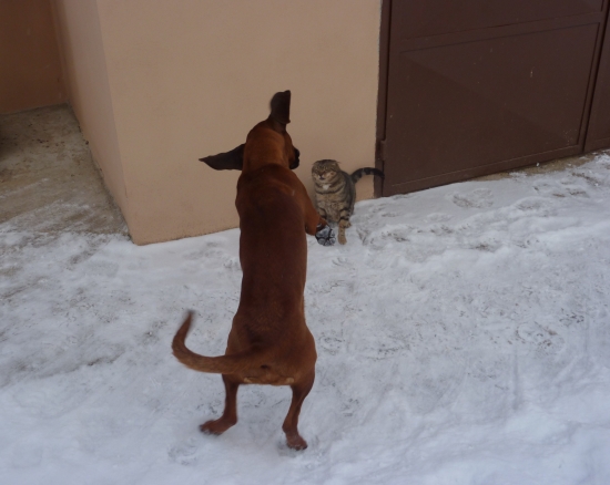 domáca škola hlásenia:)