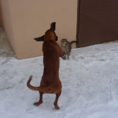 domáca škola hlásenia:)