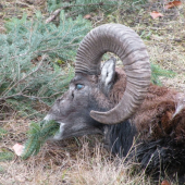 Dostřelený v pohonu